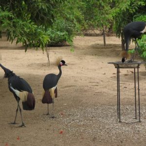 Parc animaux visite tourisme sauvage oiseaux LEUKSENEGAL Dakar Senegal Afrique crowned cranes at a feeding