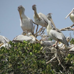 Parc animaux visite tourisme sauvage oiseaux LEUKSENEGAL Dakar Senegal Afrique reserve ornithologique de Kalissaye